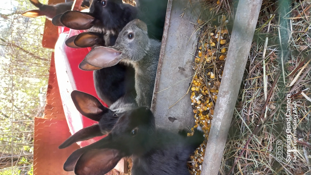 Iepuri domestici rasa mixtă 