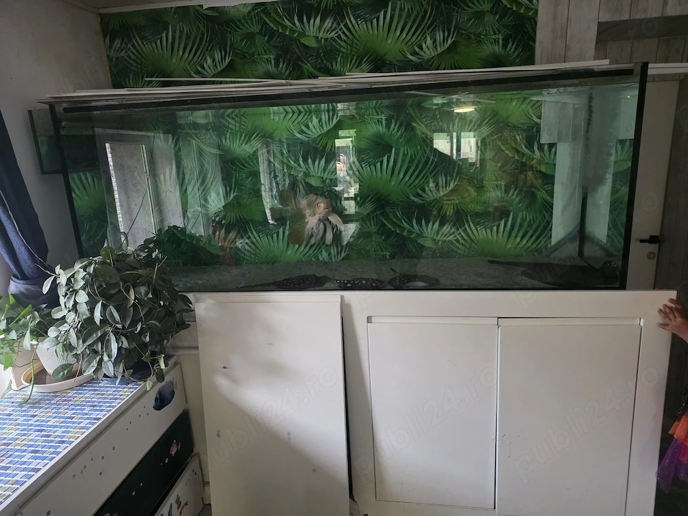  De vânzare acvariu mare 220x60xh80cm   ideal pentru pasionați! 