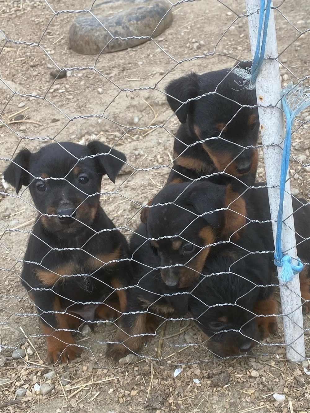 Jagd terrier jagdTerrier 