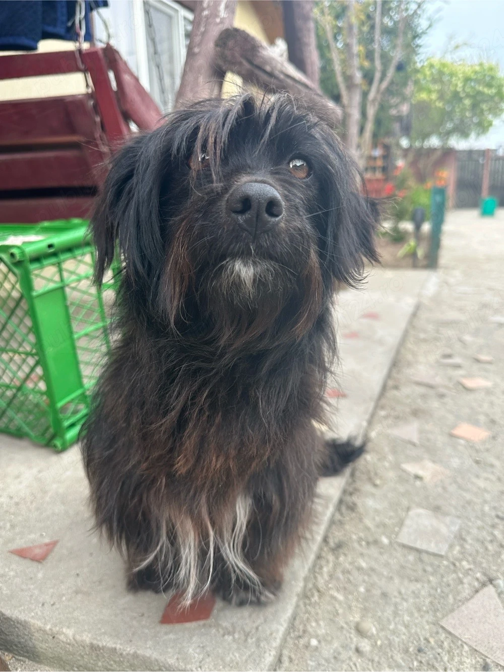 Dau la adoptie cățeluşă cuminte