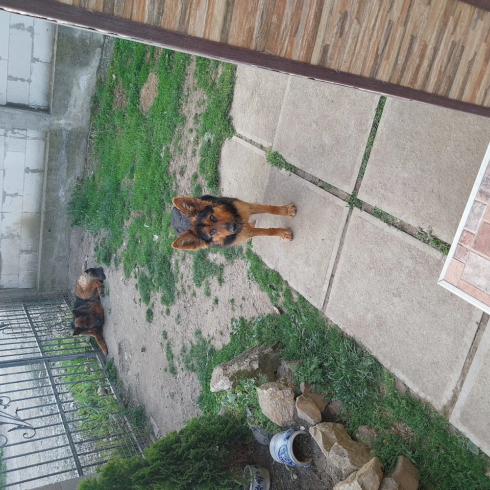 Donez ciobanesc german 