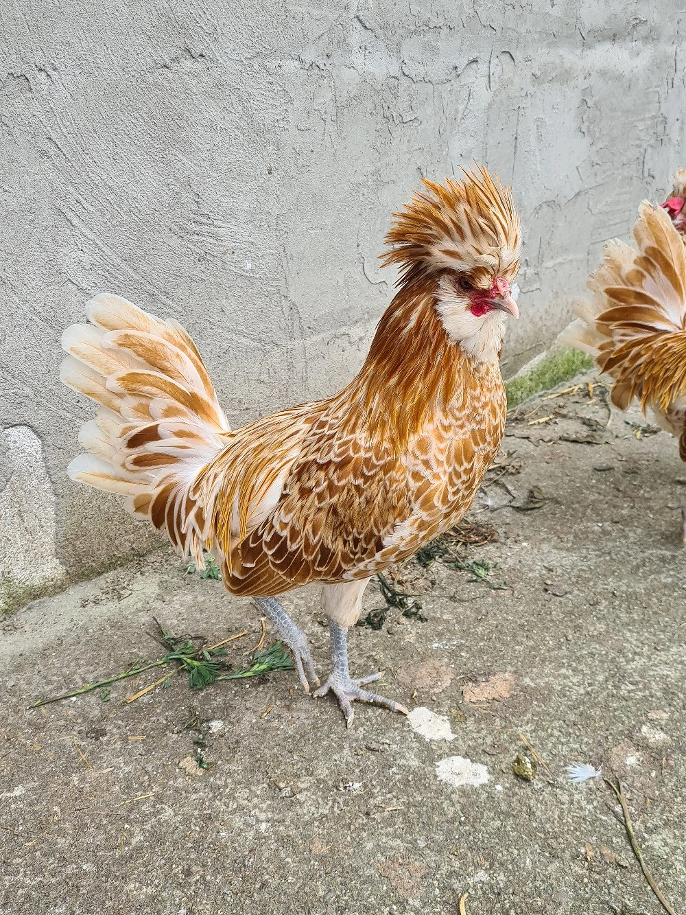Cocosi paduana