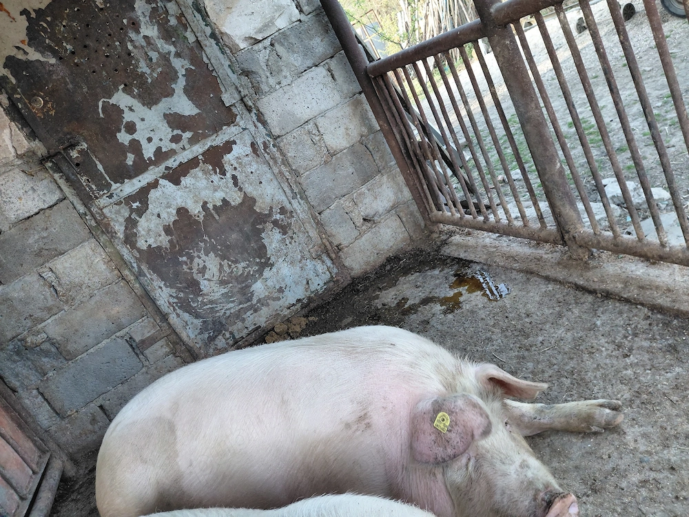 Porc landras de carne