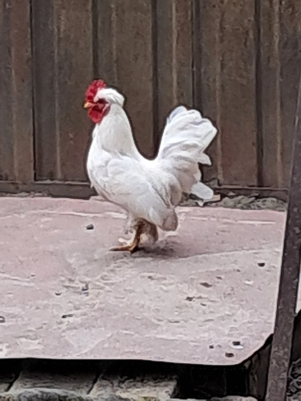 Gainusa pitica cu pui