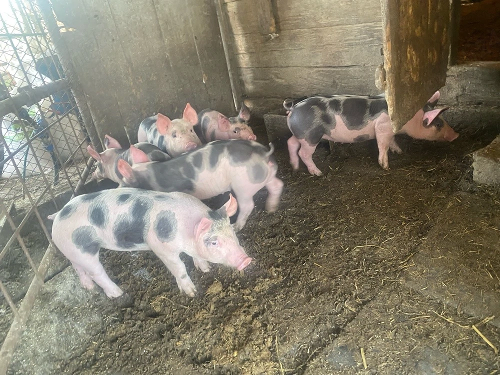 Purcei de 7 saptamani 