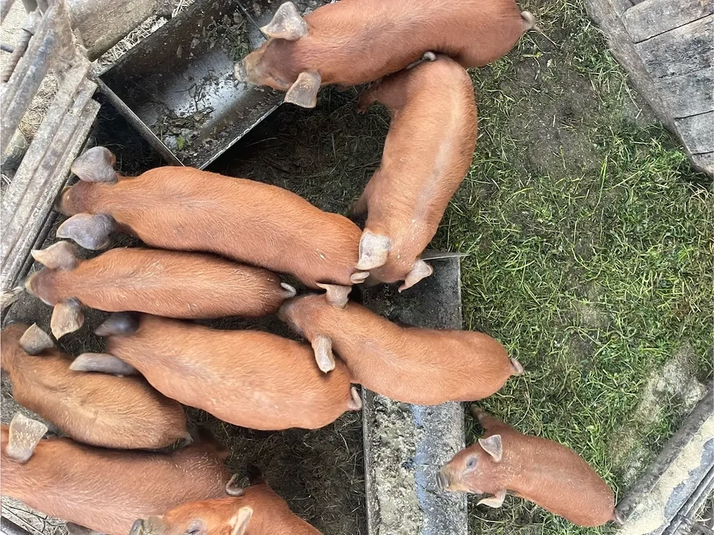 purcei de vânzare doroc 7săptămâni