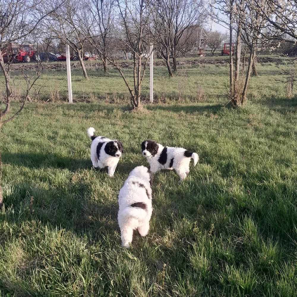 ciobănesc de bucovina 