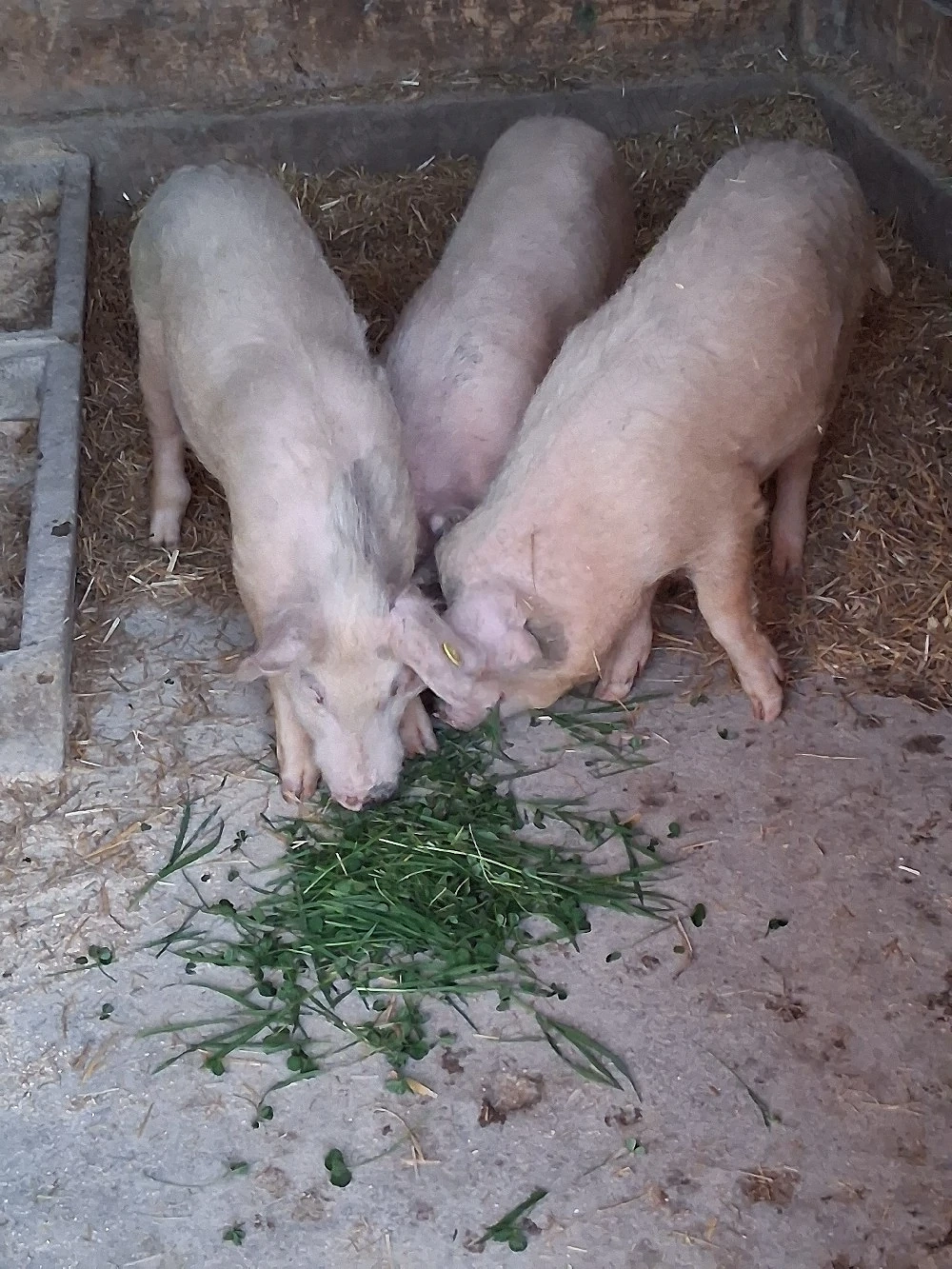 vând 3 masculi castraţi 35-40 kg