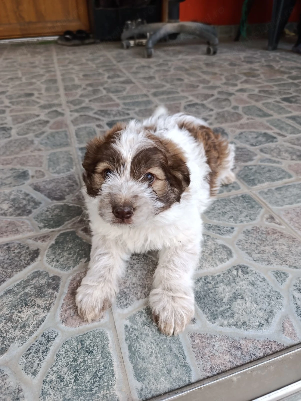 Catelusi jumatate Shih tzu de vanzare