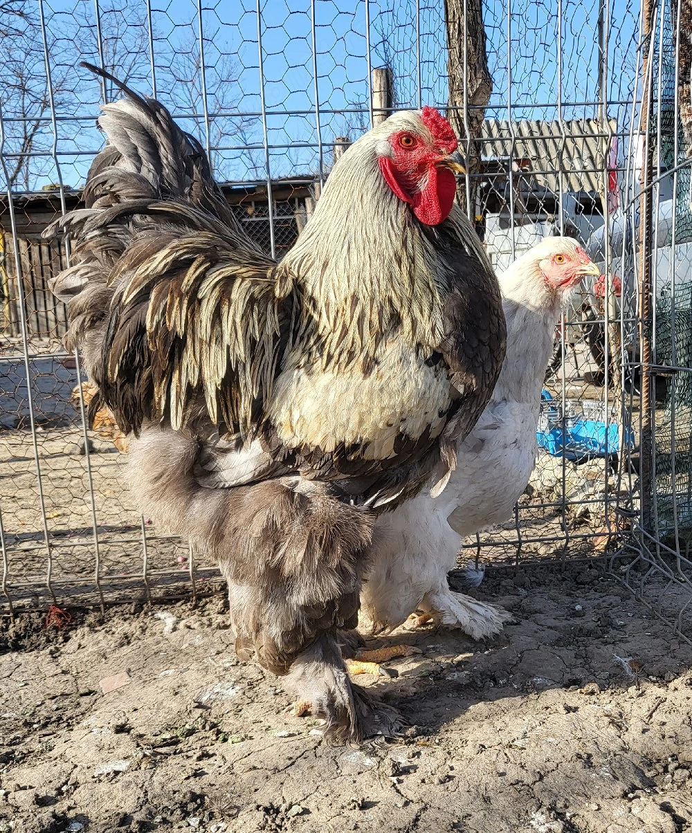 Pui australorp negru, o găină și un cocoș brahma 