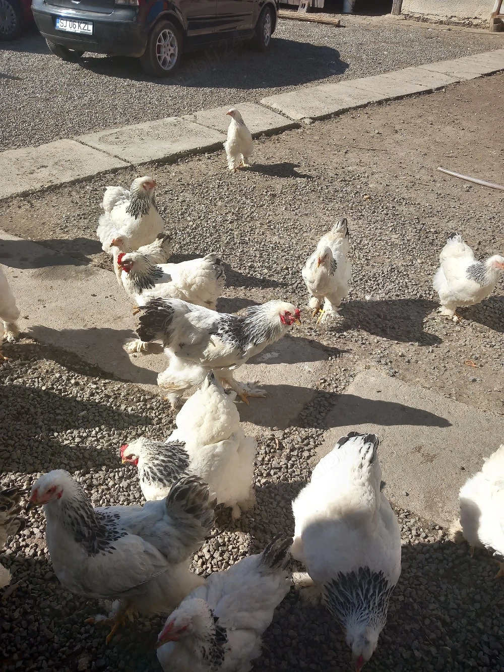 oua brahma herminat si gaini ,cocosi