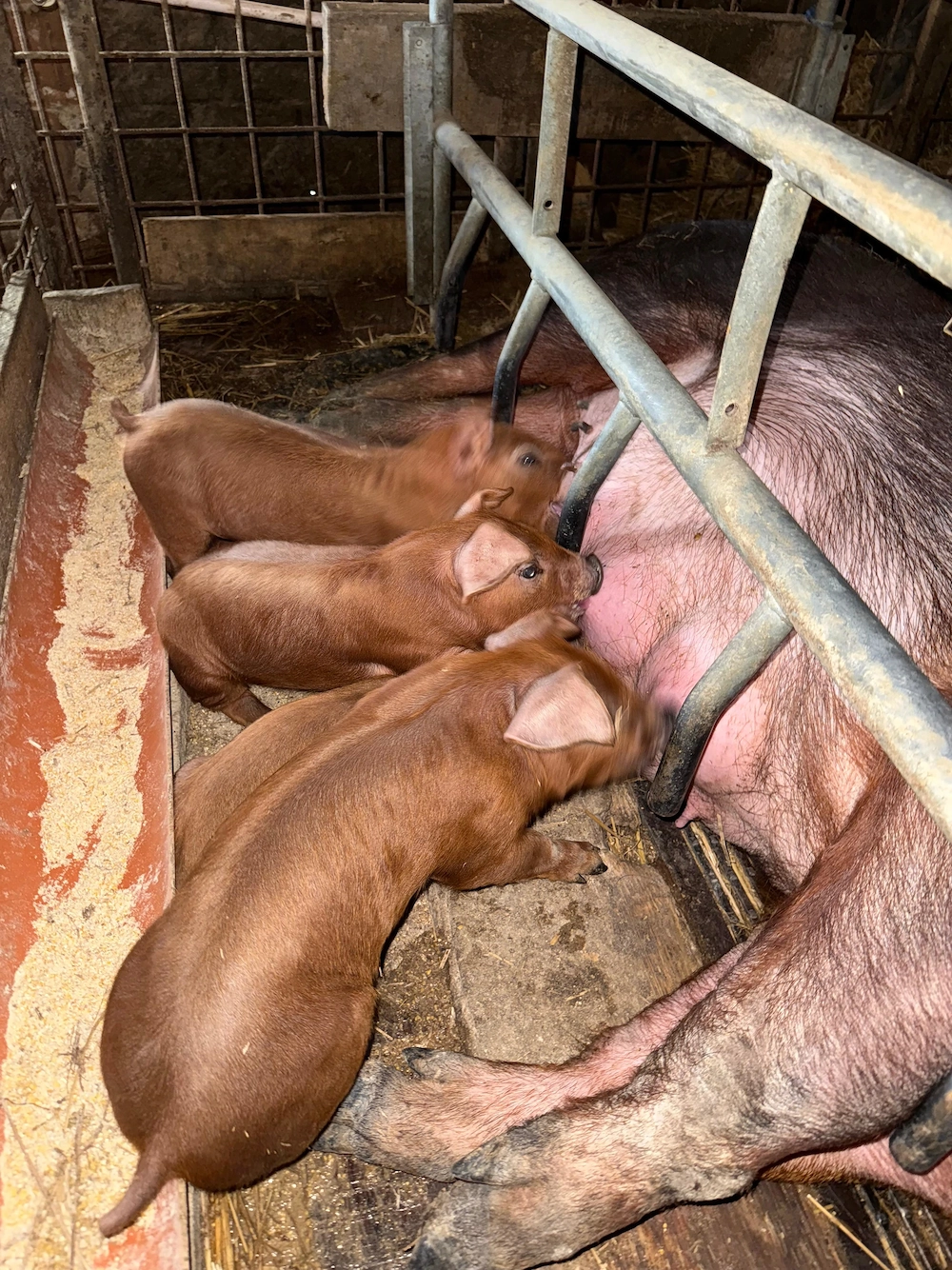 vieruti  scrofite purcei Duroc rasă pura, avem si alte rase calitate garanta