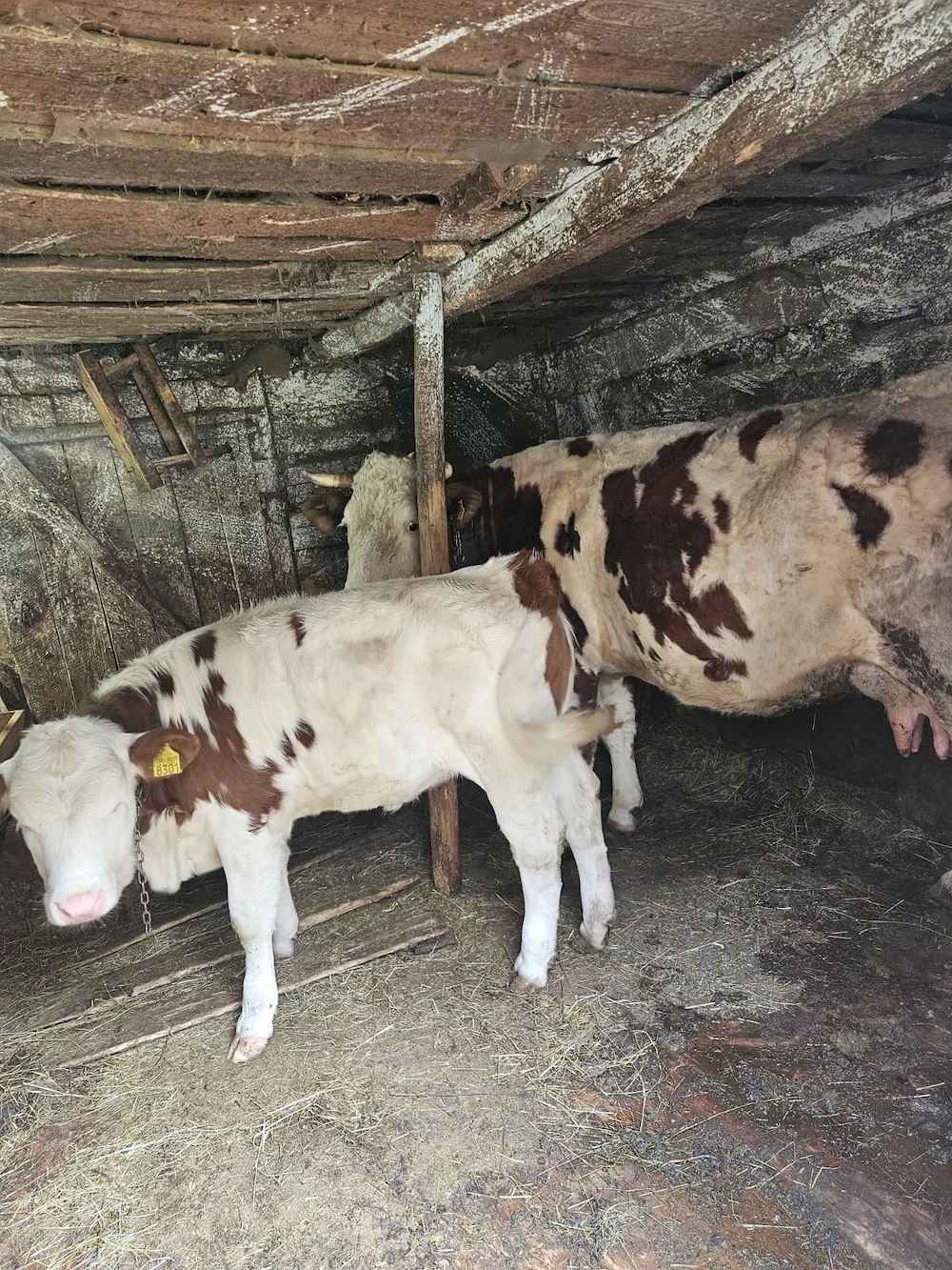 Vaca baltata cu vitica