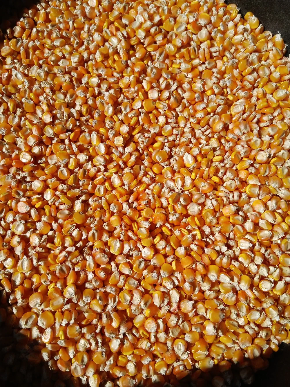 Porumb romanesc selectat de samanta