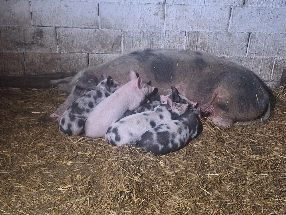 de vanzare scrafa cu purcei purcei au 7saptamani 