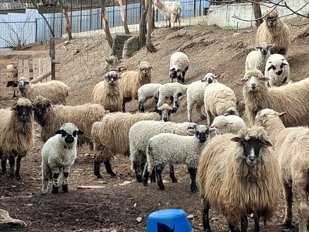 Vand 20 de oi cu miei sau fara