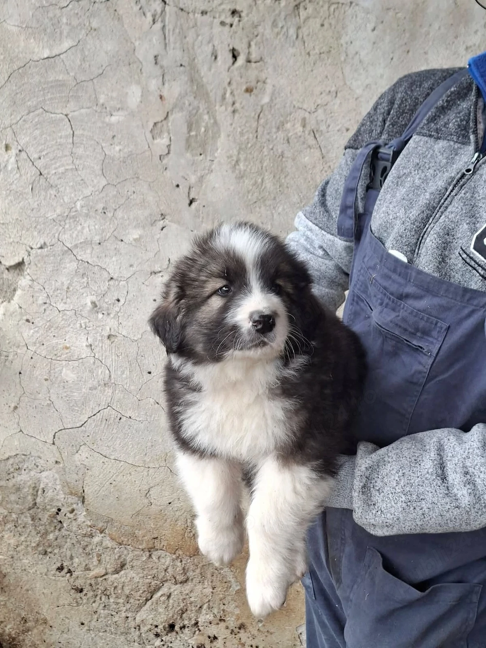 Pui Ciobănesc Carpatin 