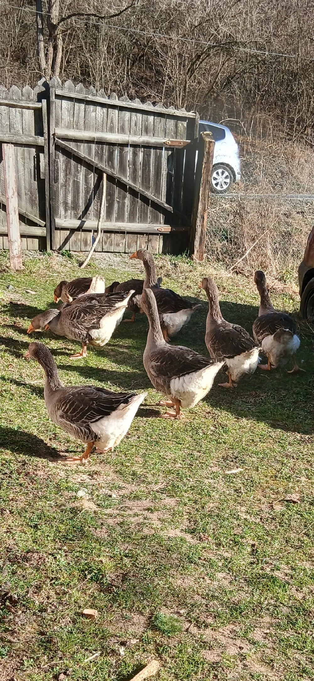 Vand gâște rasa Lamdes.