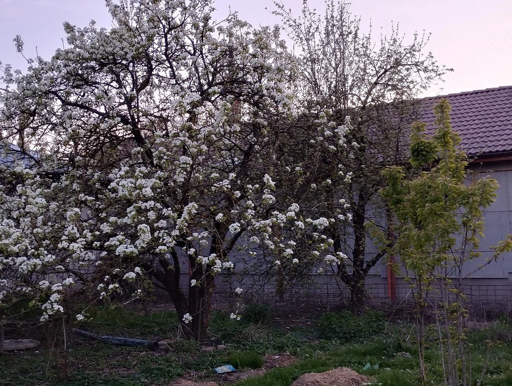 Casă 3 camere + grădină + atelier, zonă liniștită Călan Vechi