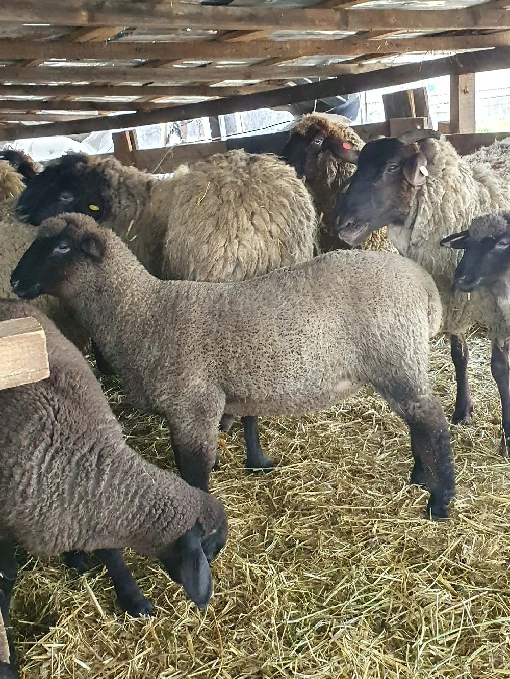 oi de vanzare sulfok ,carabas cu tigai ,bergamasca