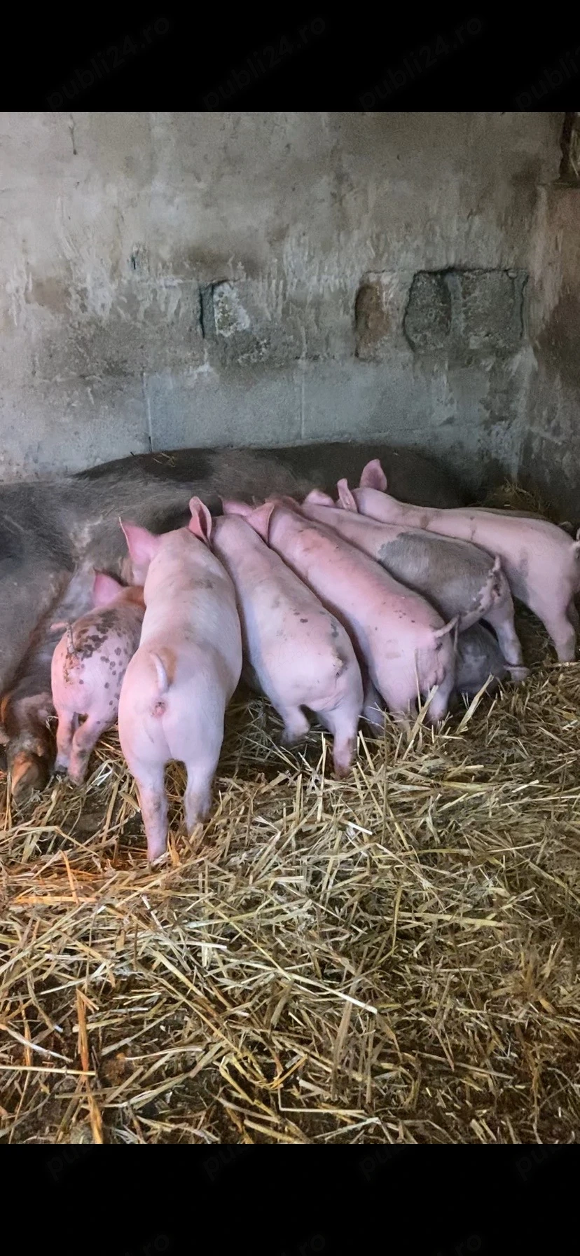 8 purcei de 6 saptamani