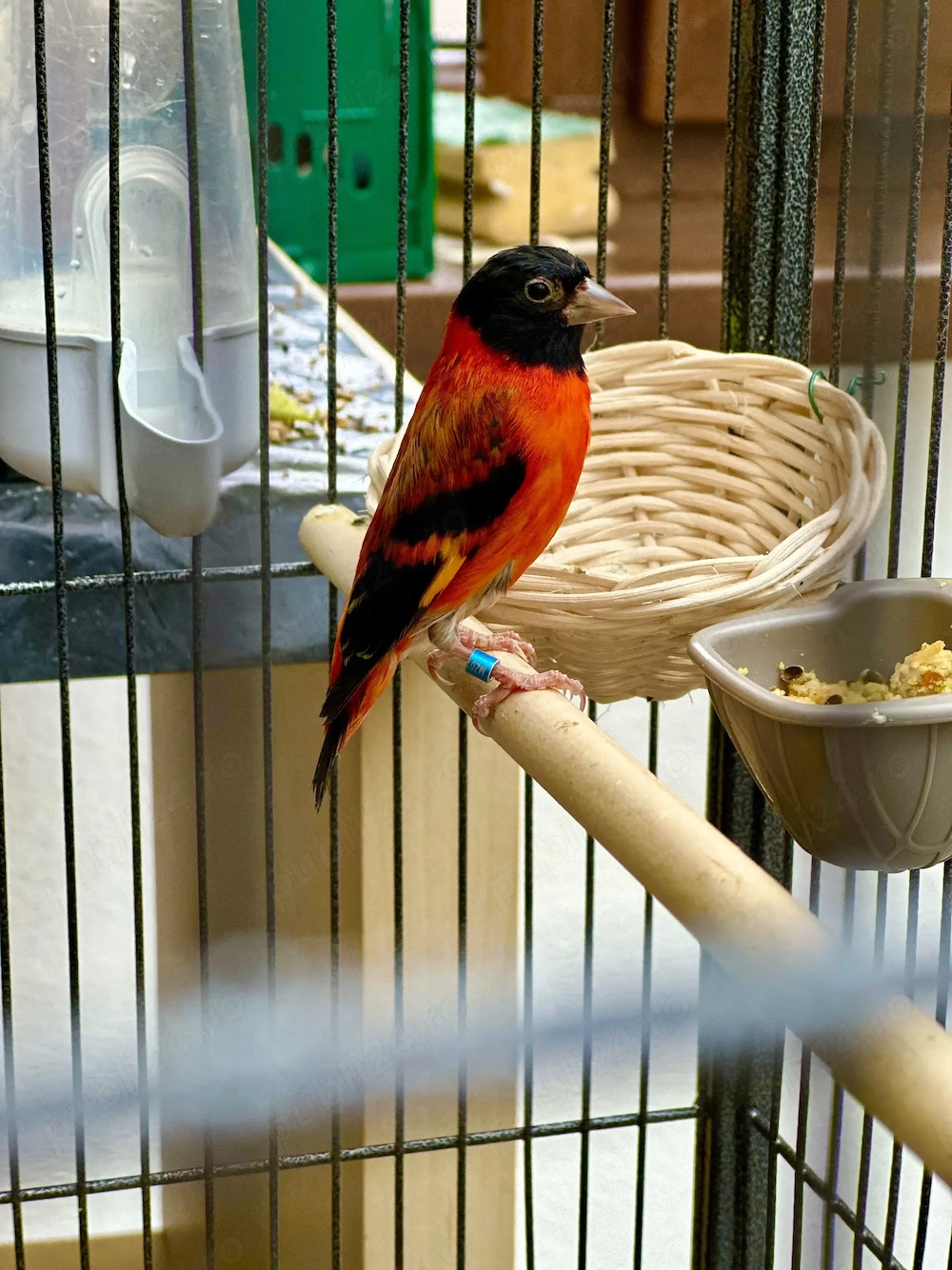 Scatiu de Venezuela "Campioni", Genetică Impecabila - Red Siskin