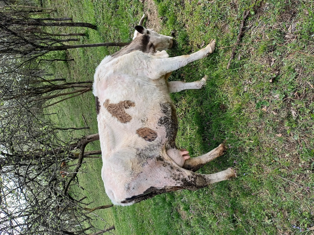 Vând vaca cu vitea de 3 saptamani   