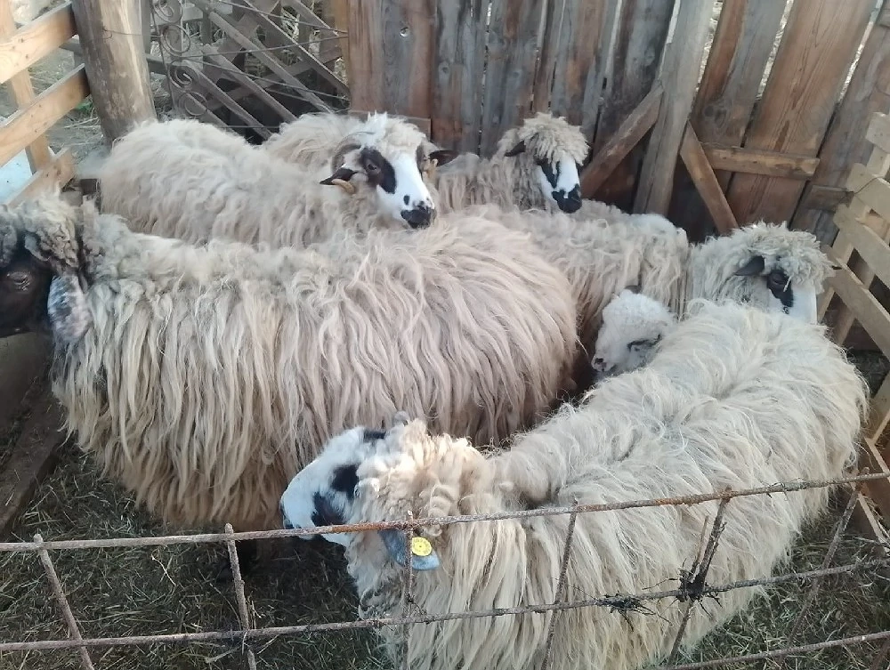 Vînd oi super ofertă!!! cu miei.