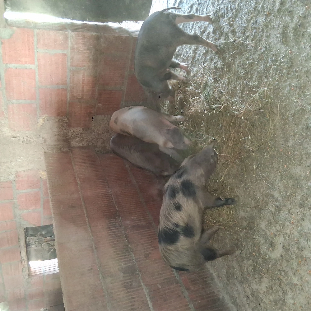 Soldani spre vanzare