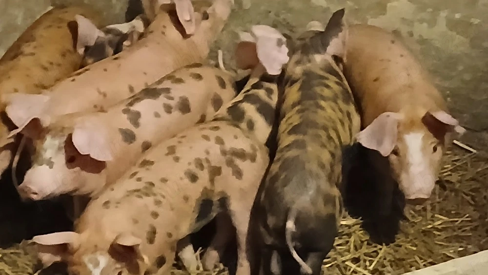 purcei duroc cu petrean 