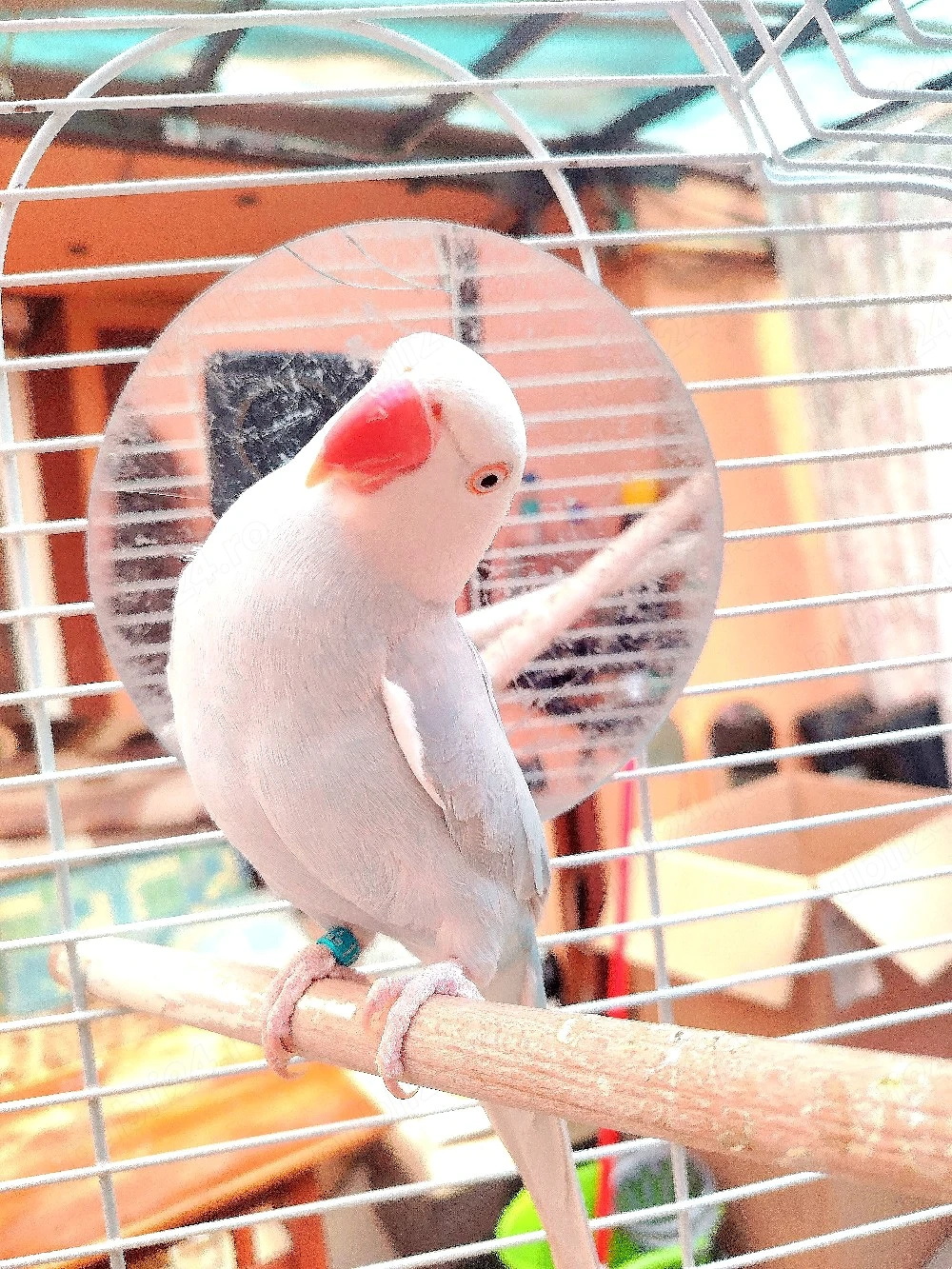 Micul Alexander 2 ani