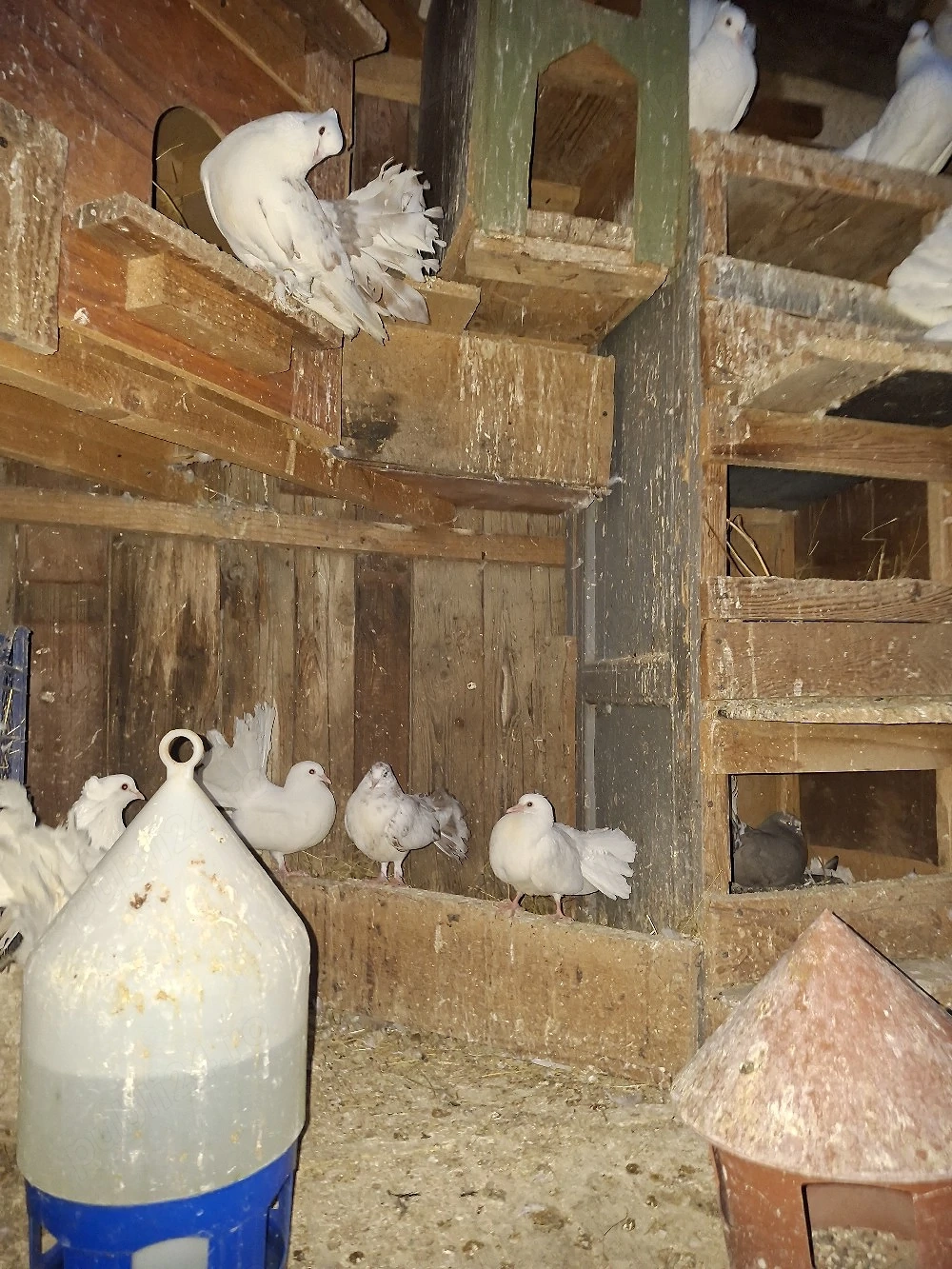 Porumbei voltati indieni