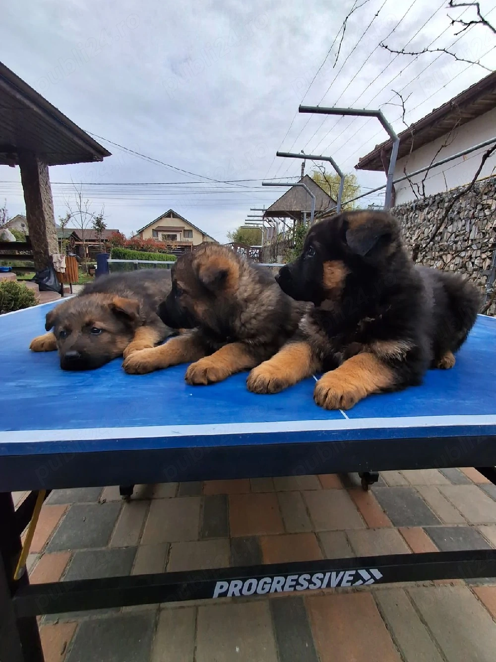 Ciobănesc German in Tg-Jiu