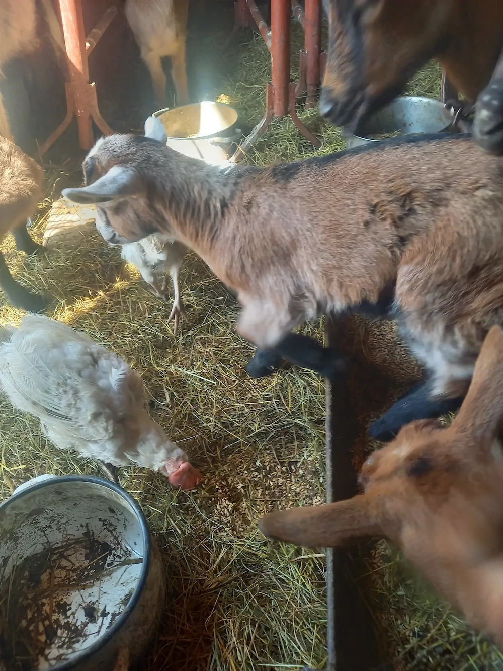 Vand iezi alpini de 2 luni