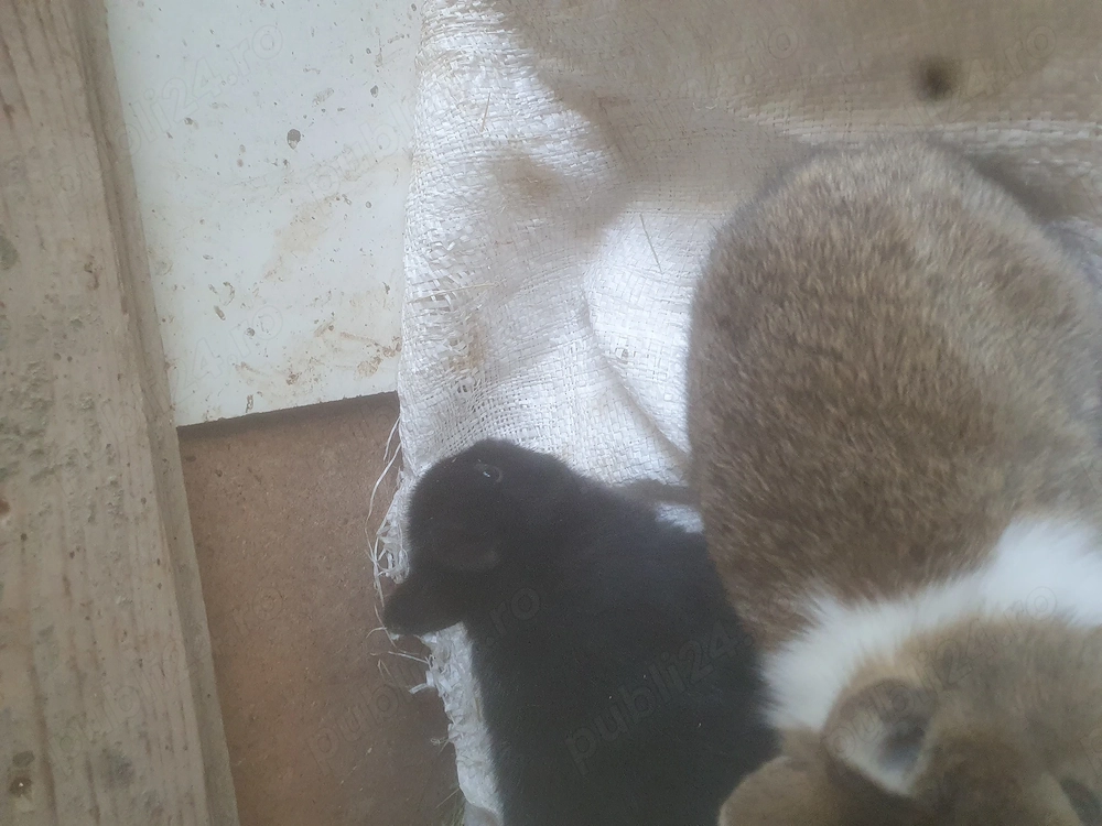 Vând iepuraşi pitici 