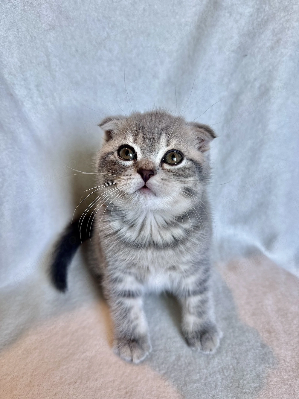 Pisicuțe Scottish Fold