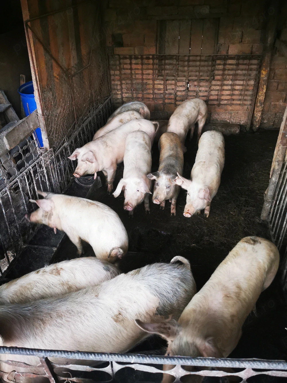 Soldani între 45 60 kg 