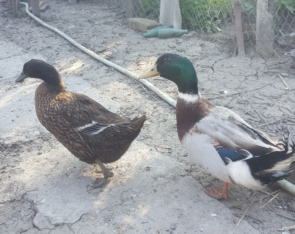 Rata şi Ratoi perechea