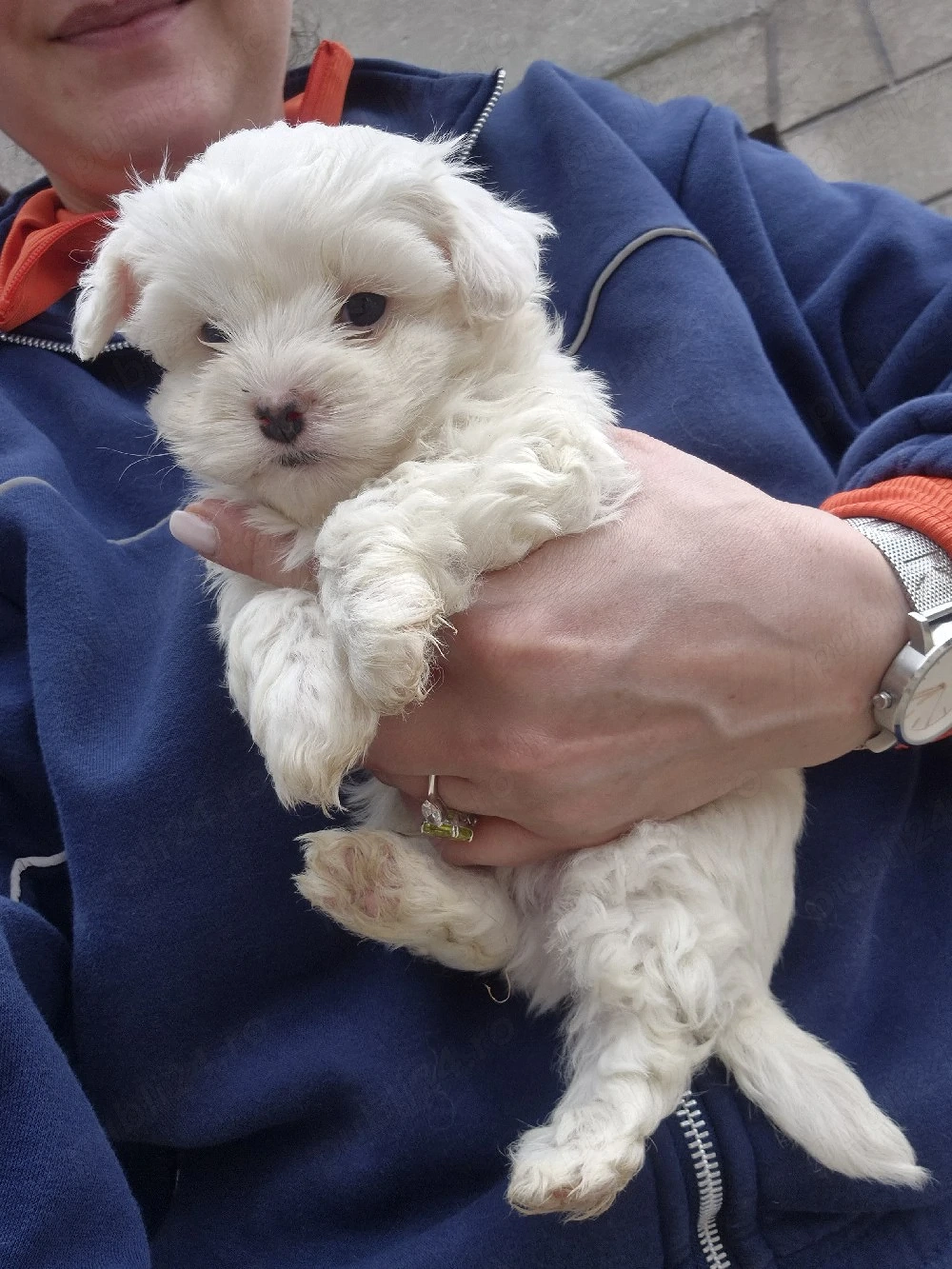 vand pui bichon maltez 