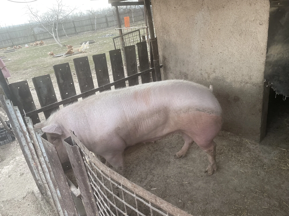 Purcea 300 kg 4500 lei