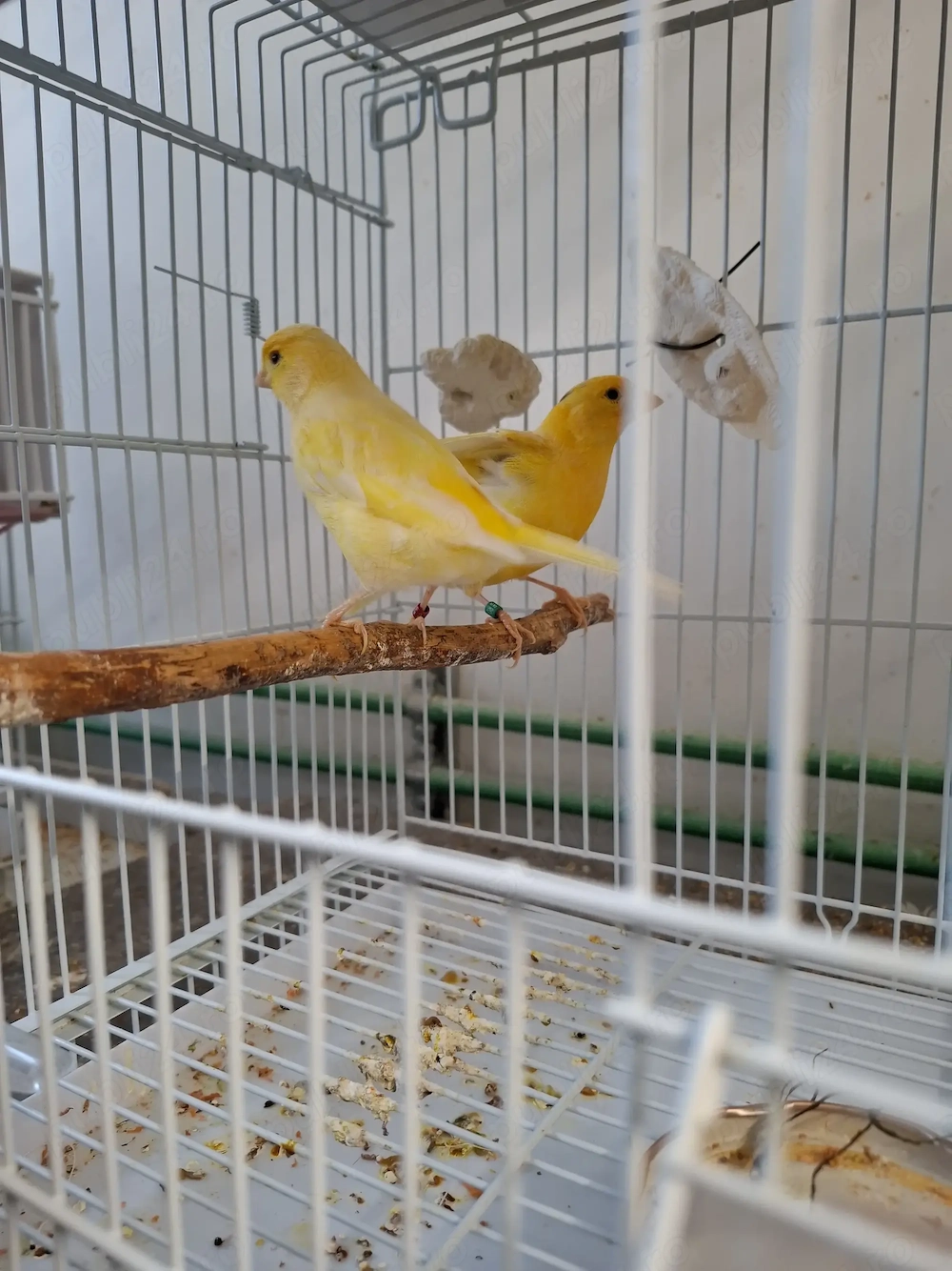 Canari  cantec ,timbrabo