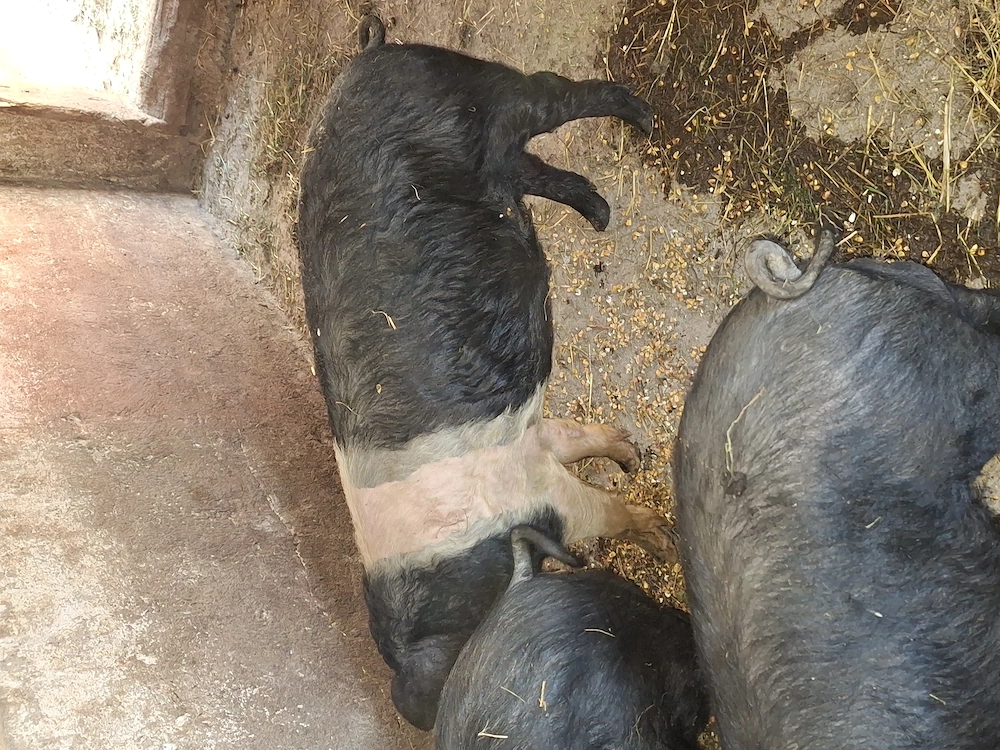 Vând vierus de bazna pentru prasila, fără certificat de origine.