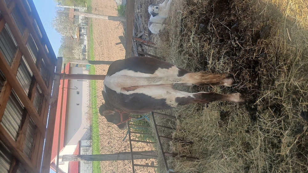 Junincă de 1 an de vînzare