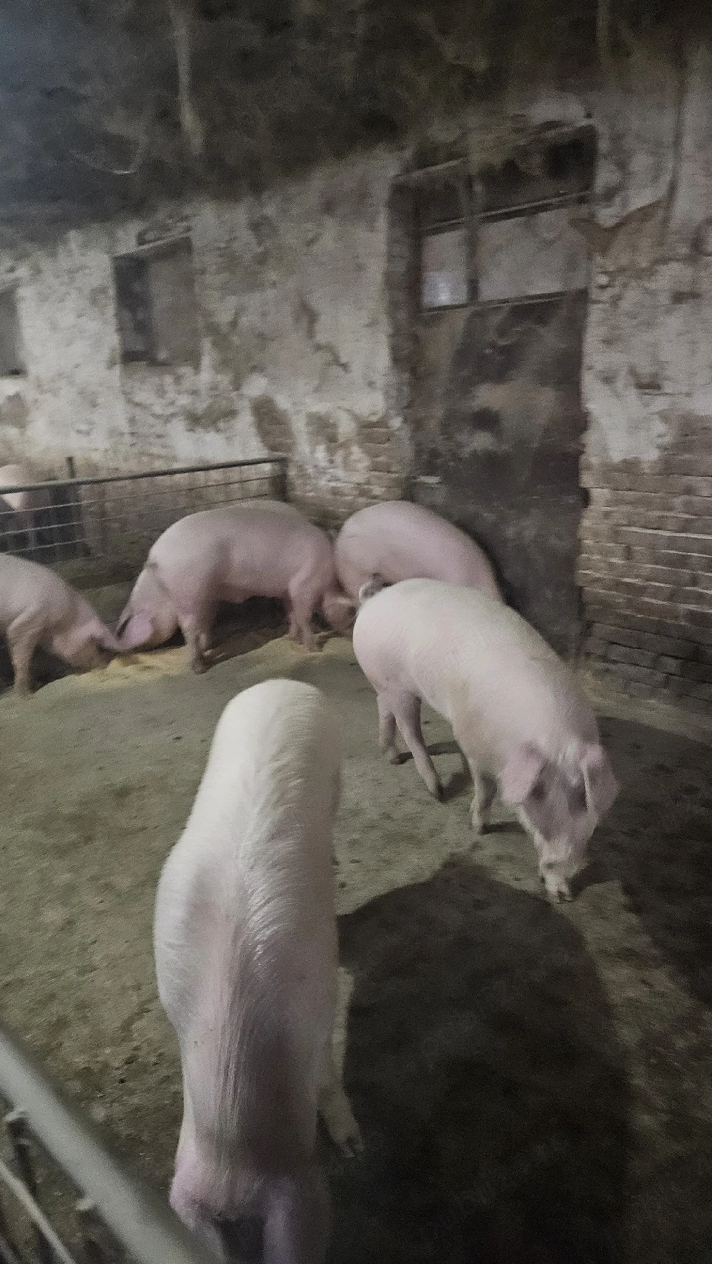 porci intre 100 - 120 kg 