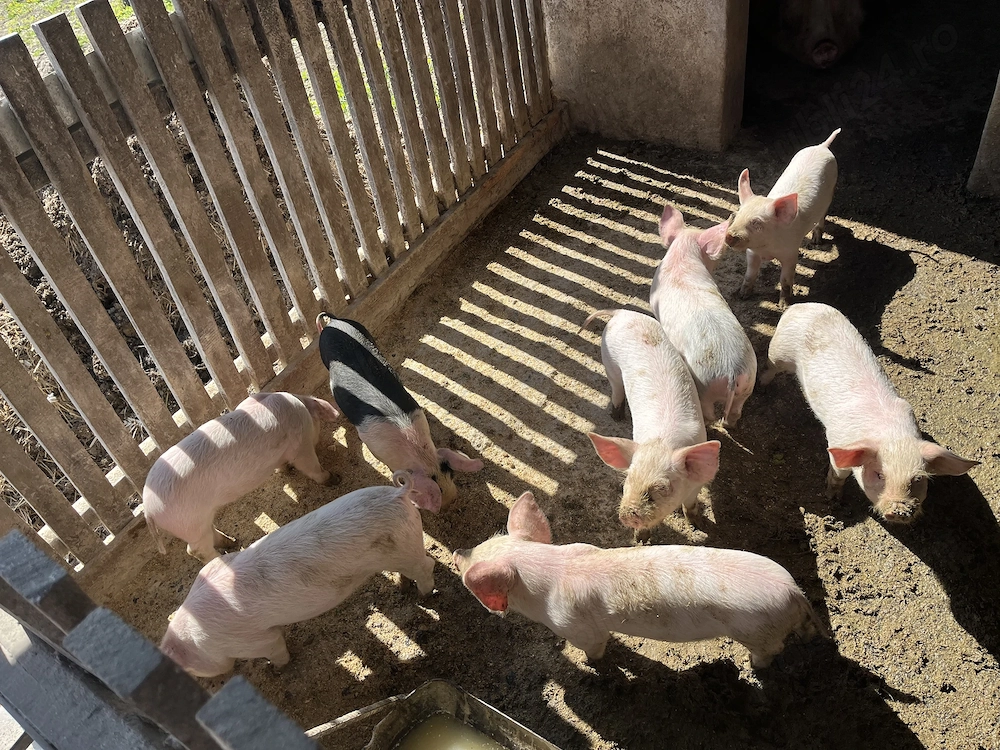 Vand purcei 300 de lei bucata