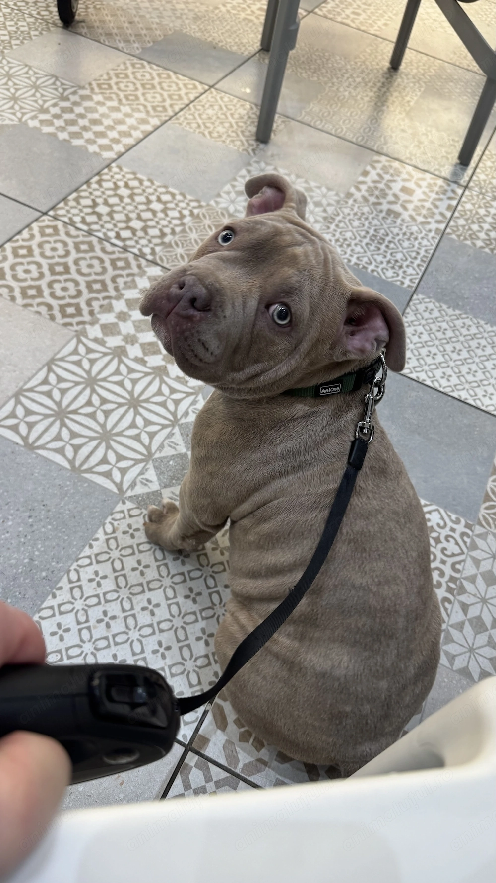 American bully pocket