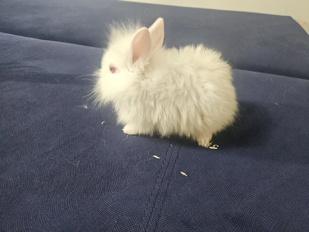 Iepurasi crescuti cu iubire si grija