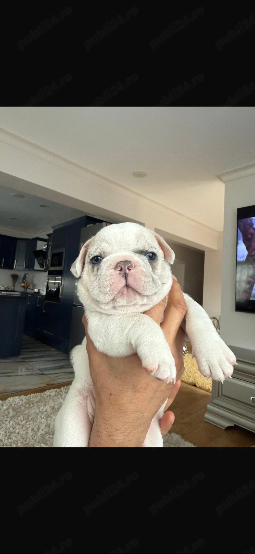buldog francez