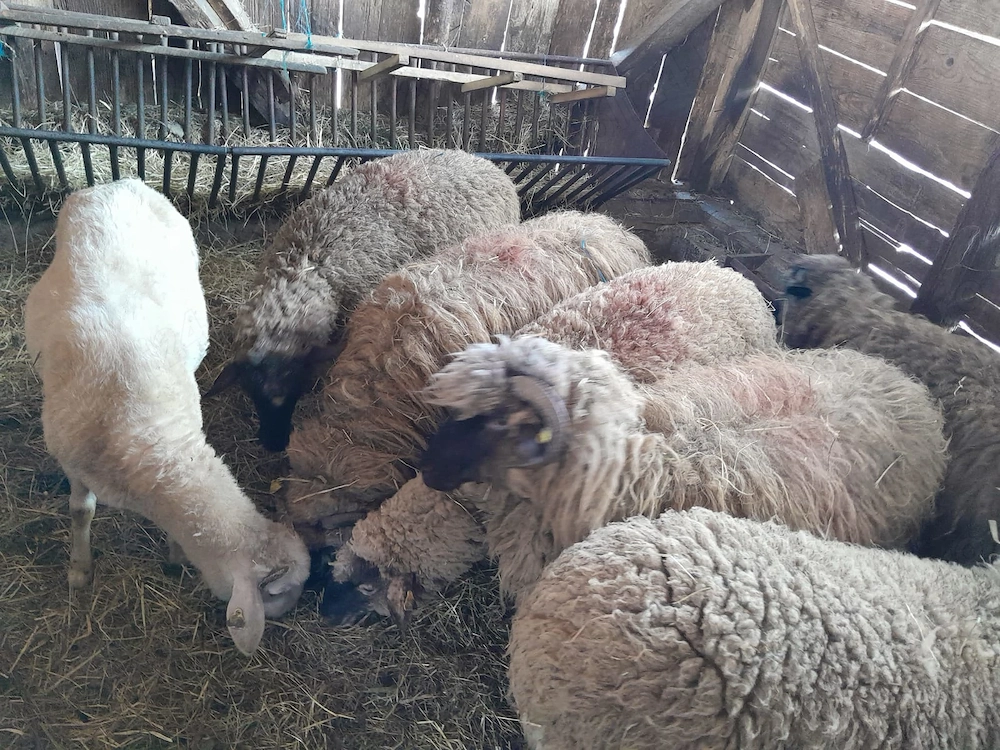 Oi 6 miori si 1 stramioara 