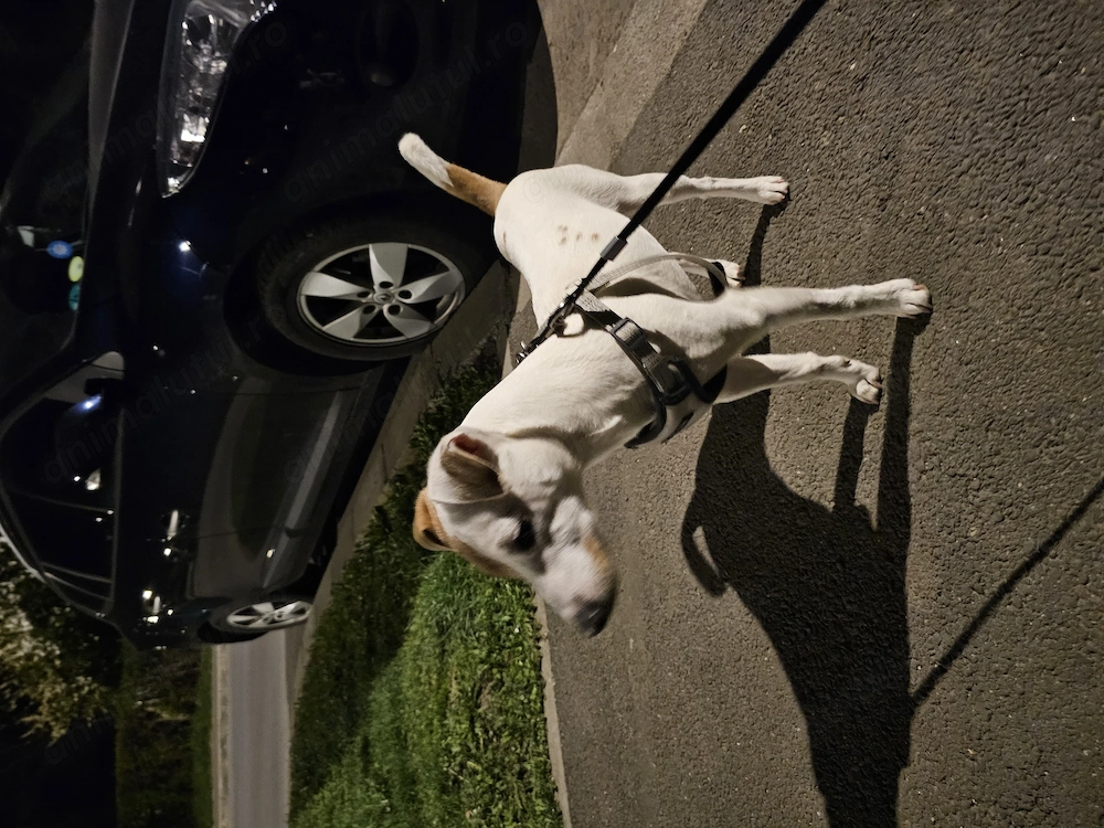 Jack russel Parson 6 luni
